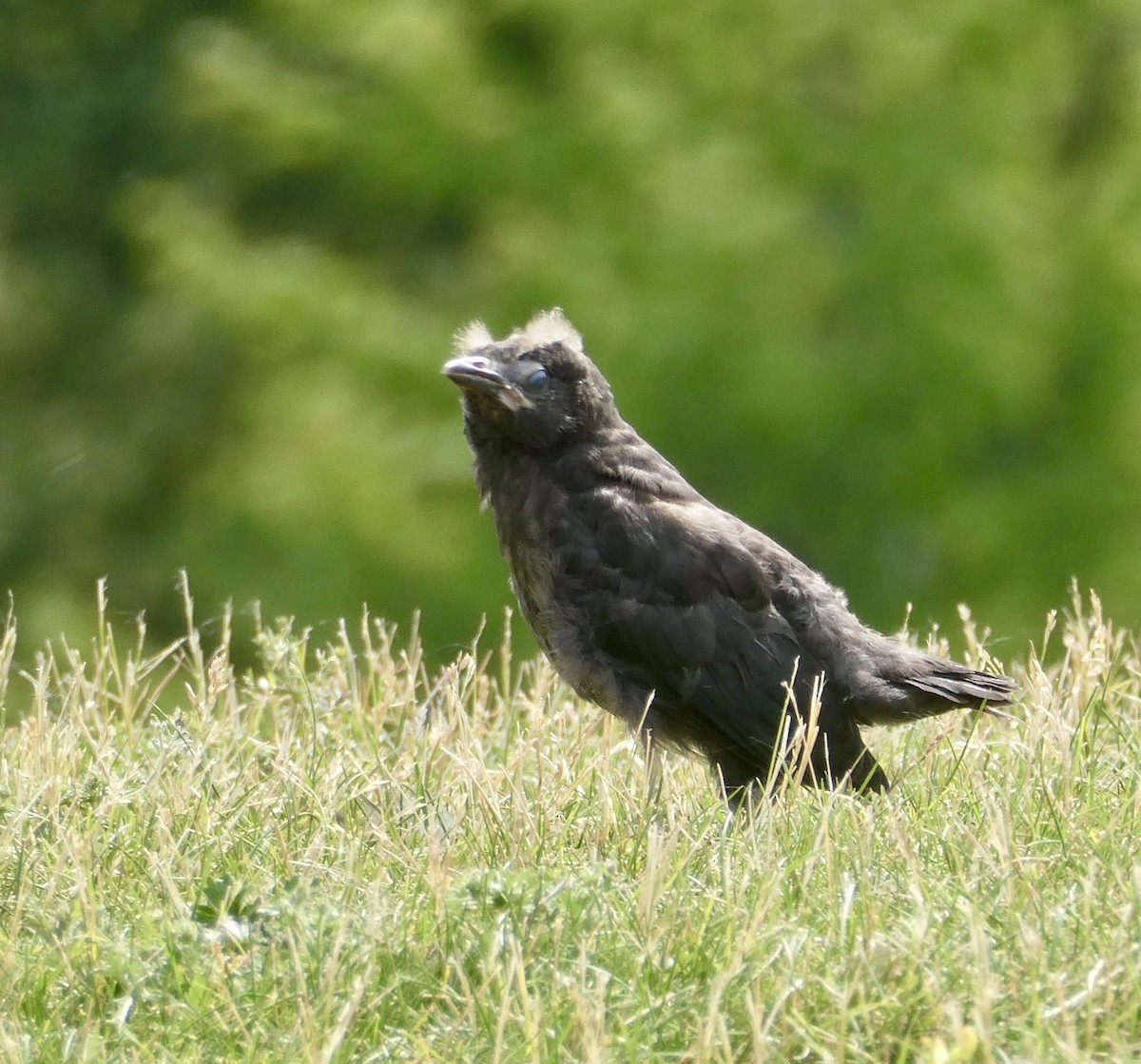 Common Grackle - ML638503834