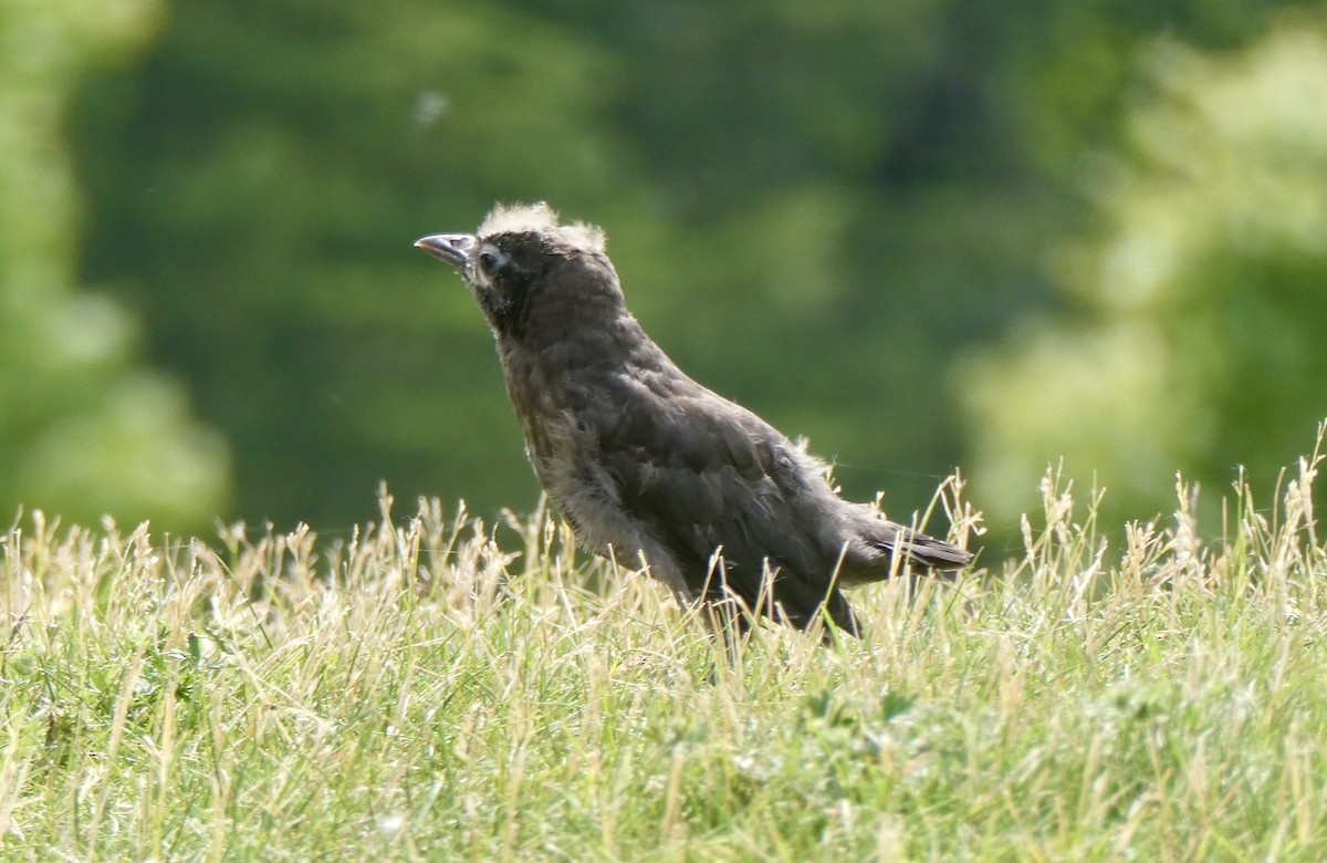 Common Grackle - ML638503835