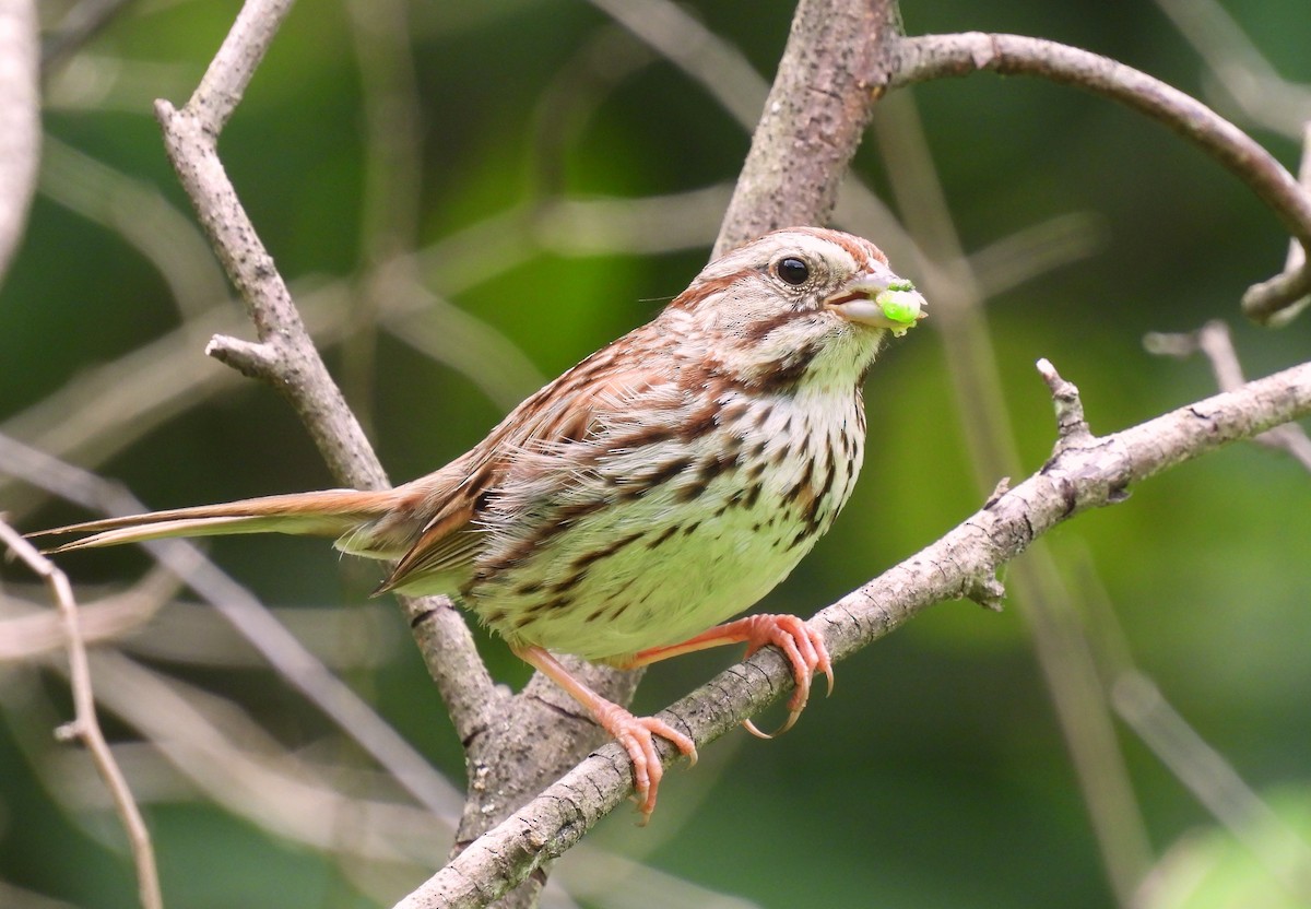 Song Sparrow - ML638503836