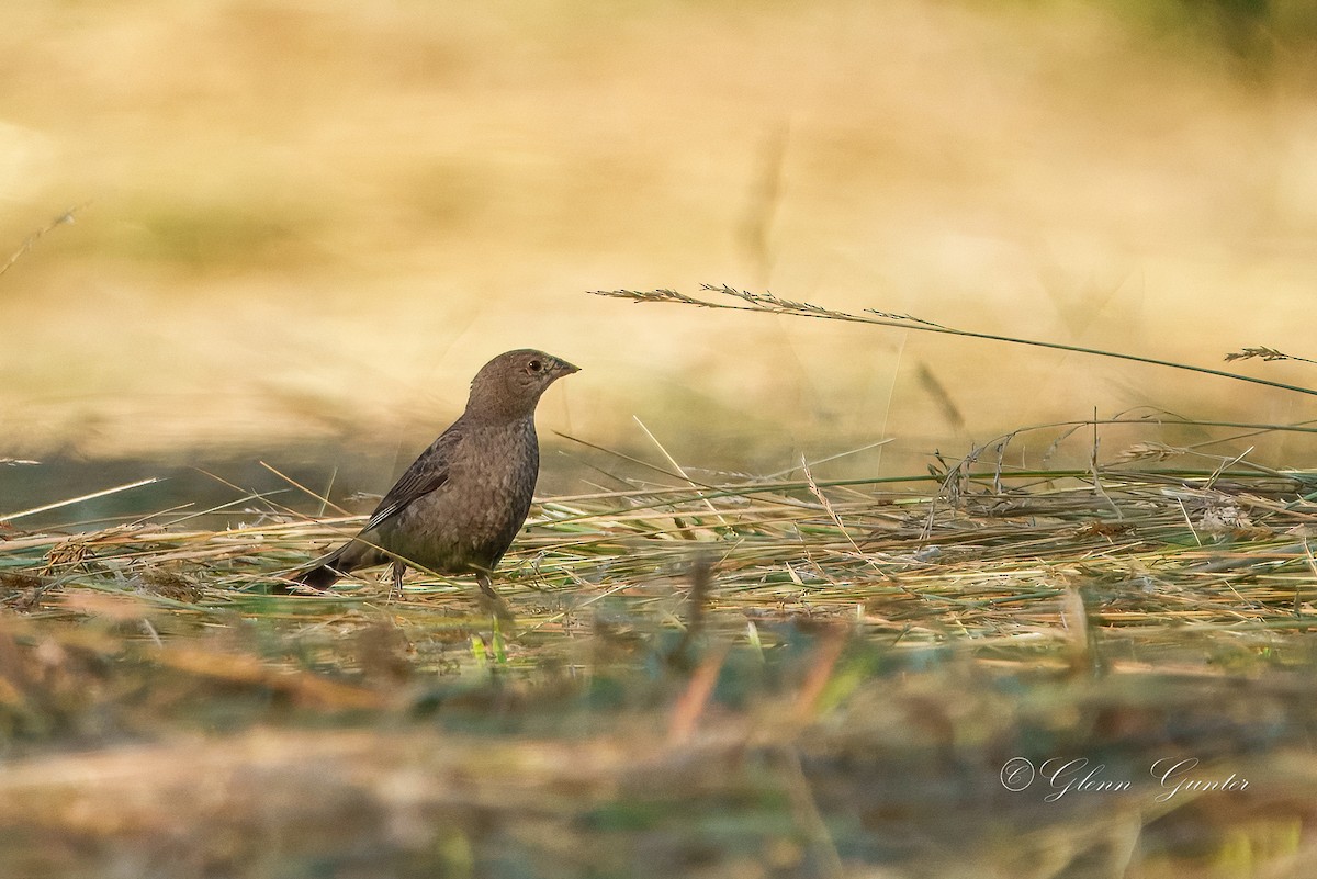Brown-headed Cowbird - ML638503870