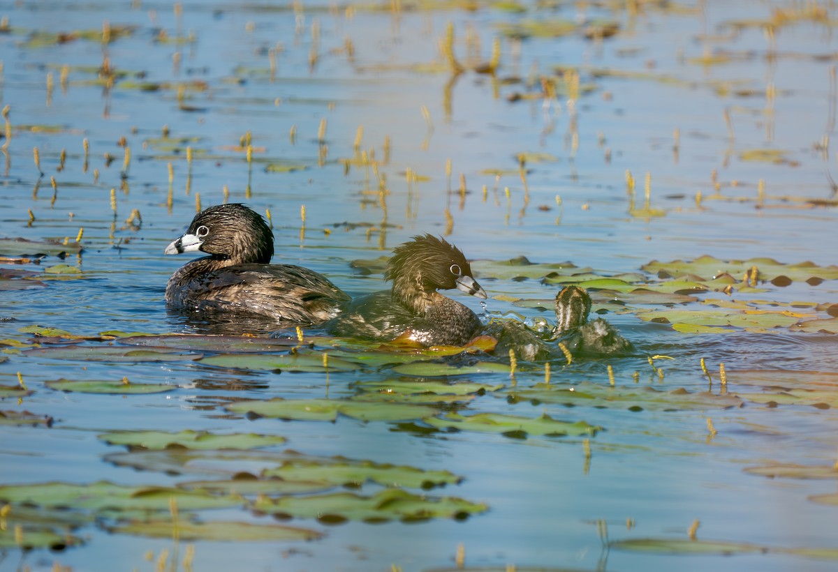 Grèbe à bec bigarré - ML638503894