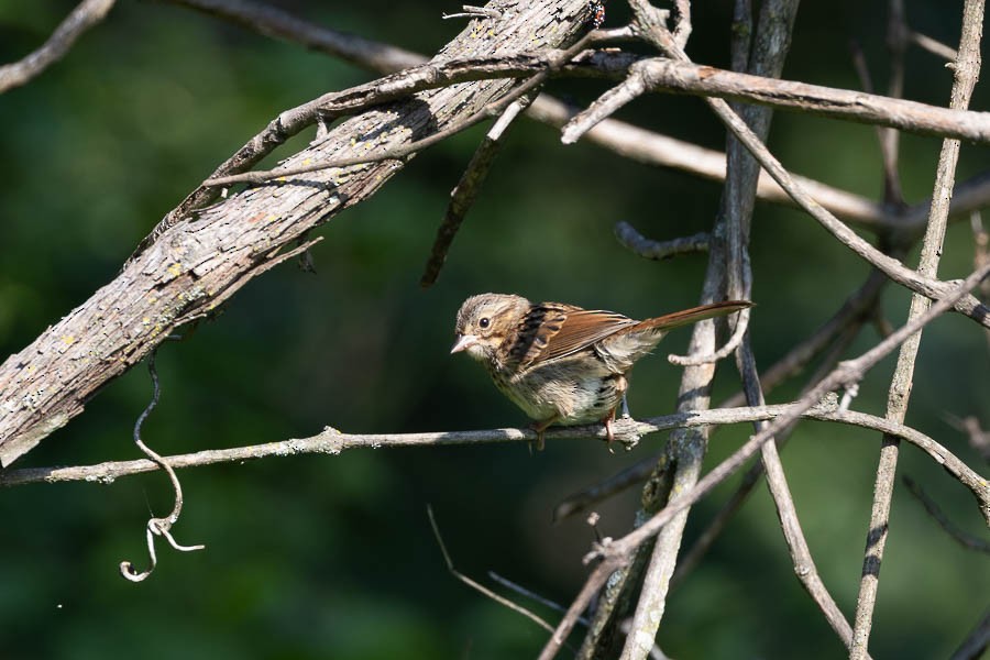 Song Sparrow - ML638503906