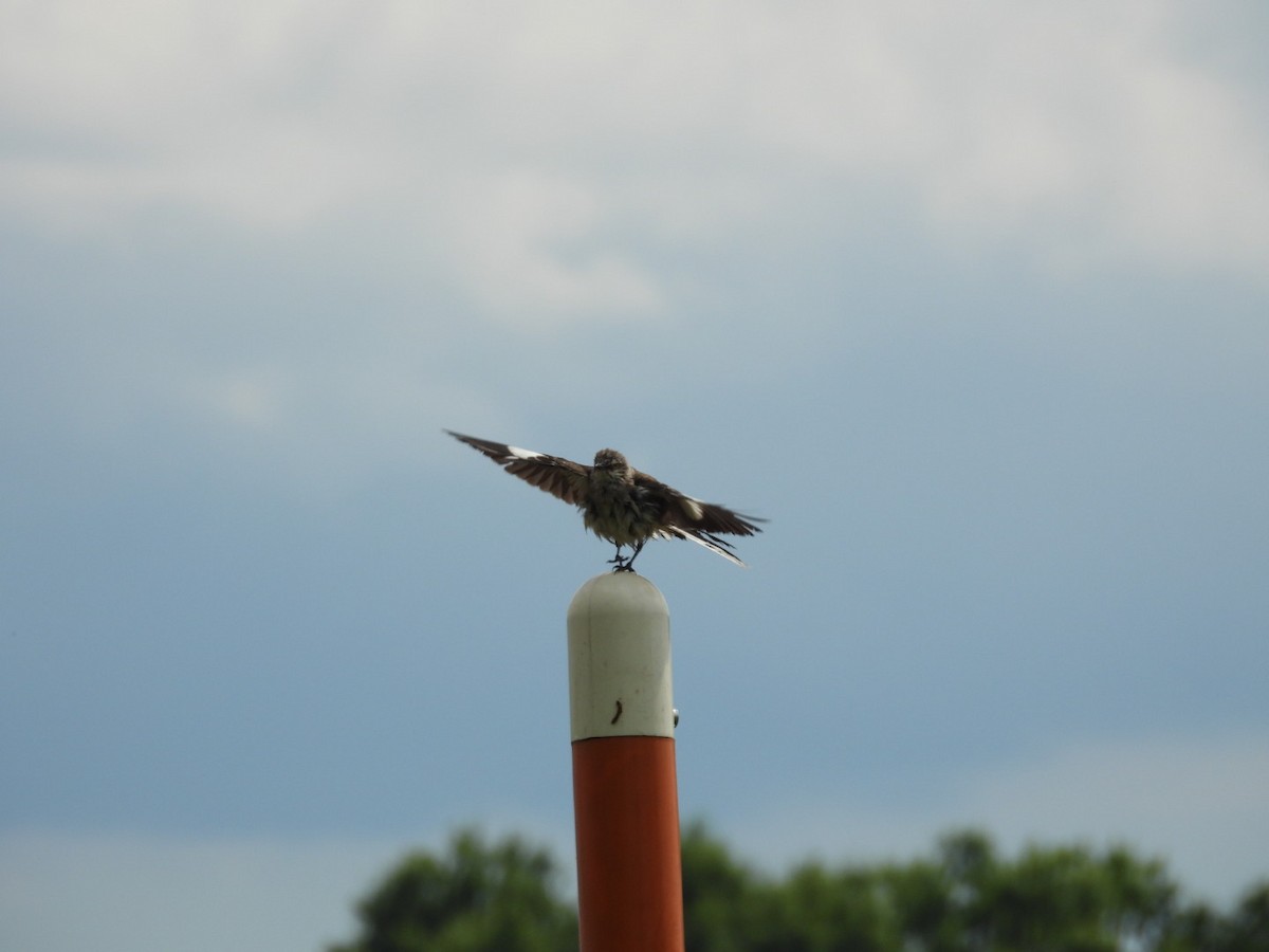 Northern Mockingbird - ML638503942