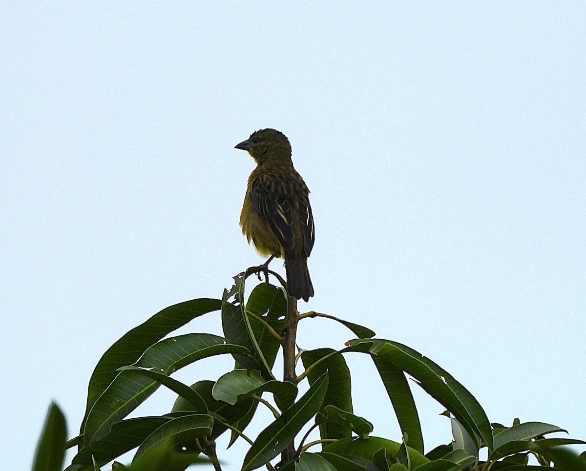 Vieillot's Black Weaver - ML638503993