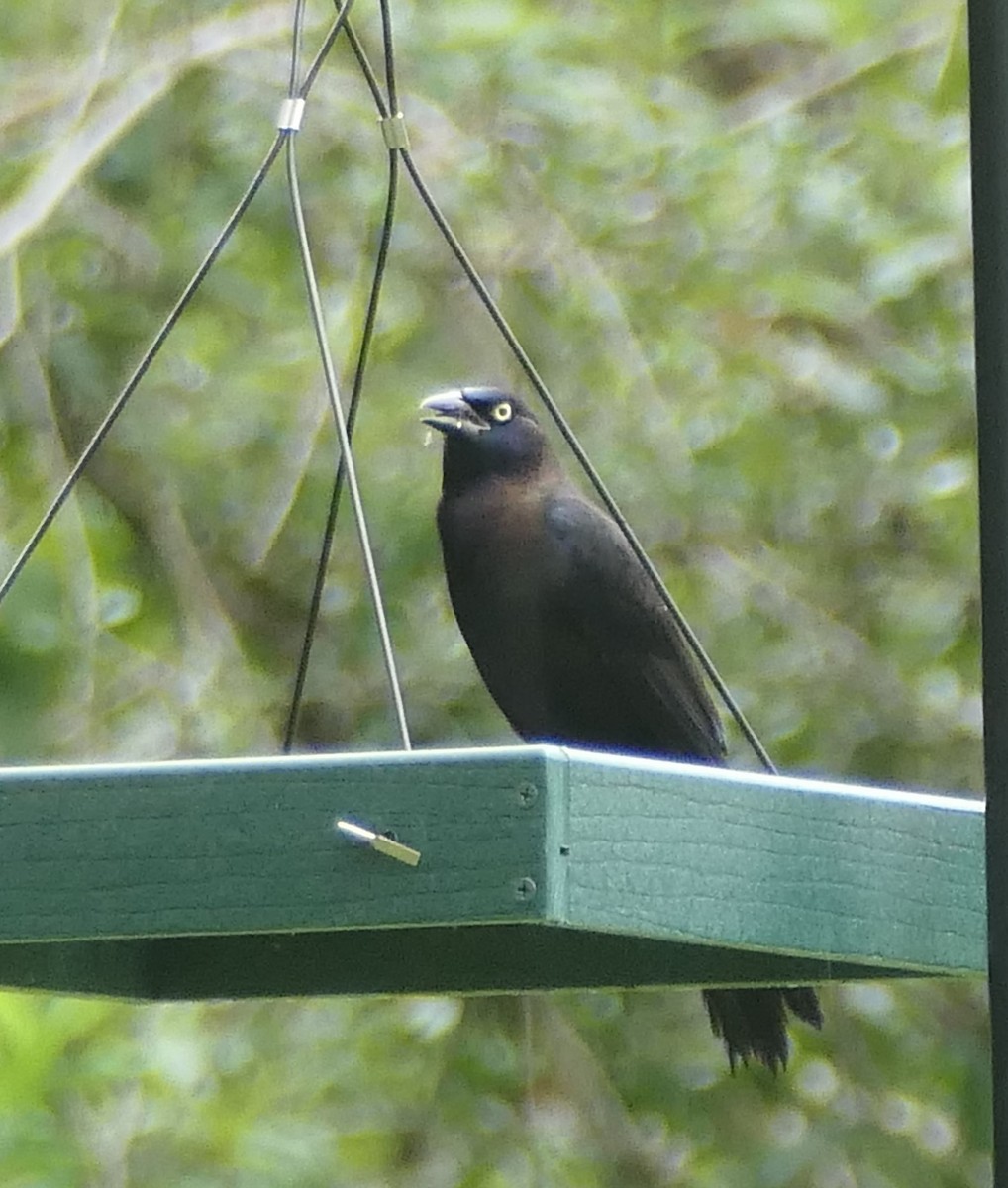 Common Grackle - ML638503995