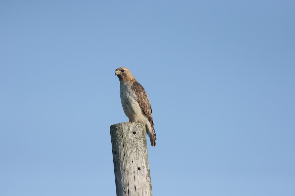 Red-tailed Hawk - ML638503996