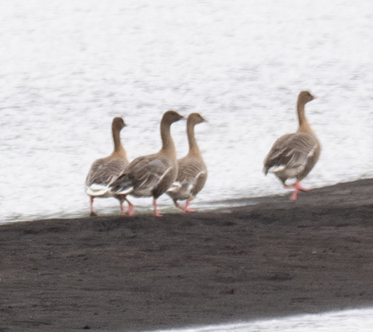 Pink-footed Goose - ML638504016