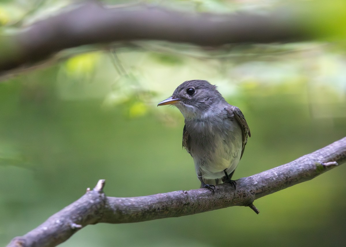 Eastern Wood-Pewee - ML638504030