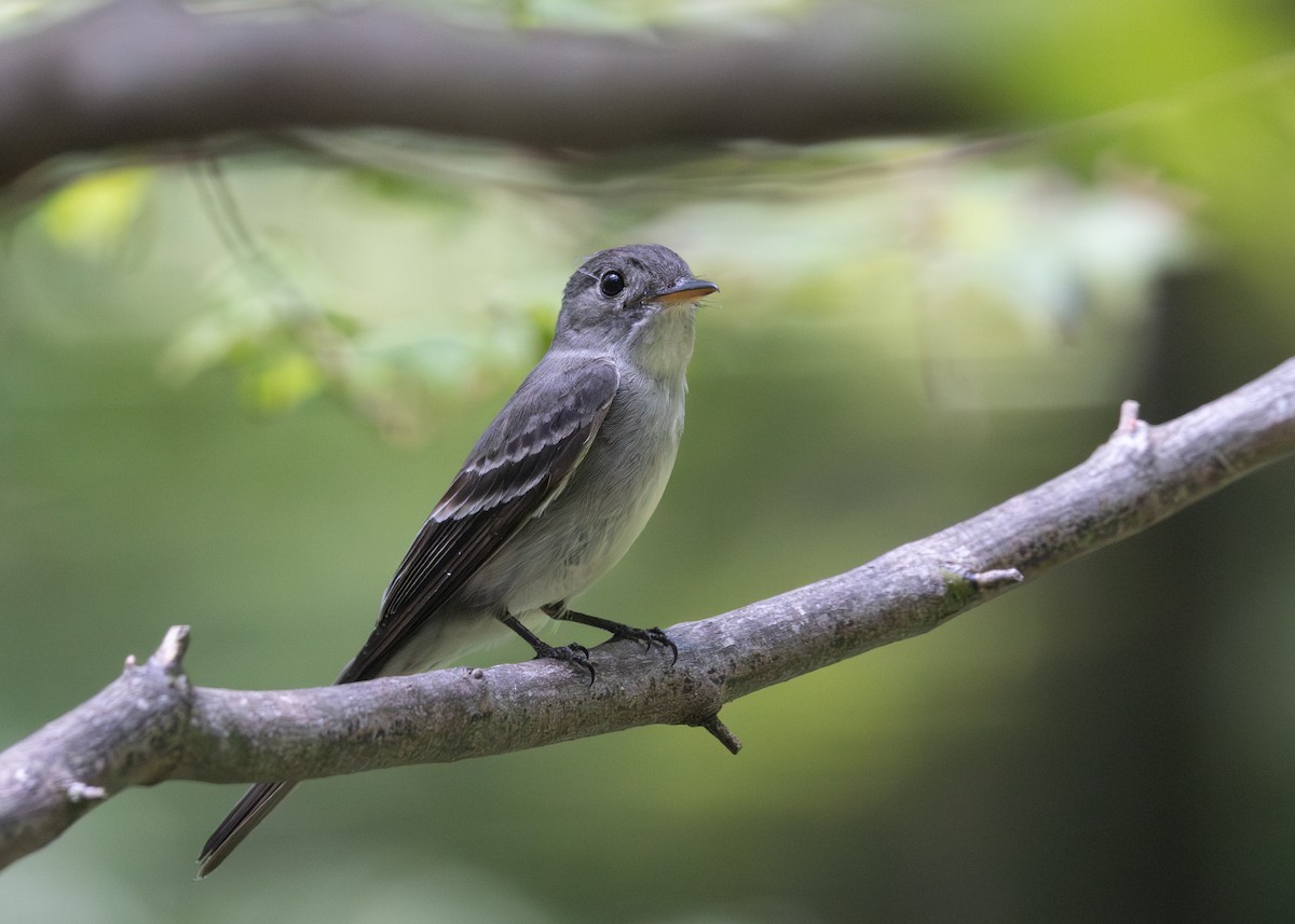 Eastern Wood-Pewee - ML638504034