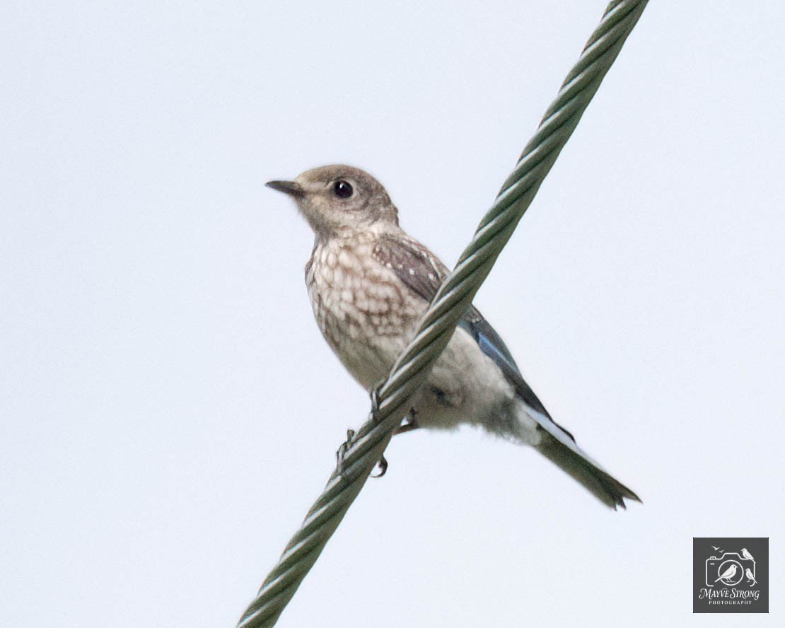 Eastern Bluebird - ML638504062