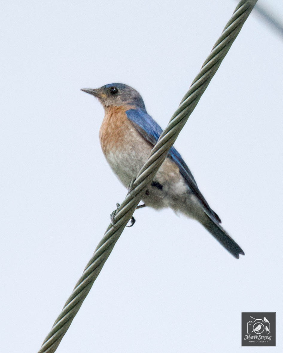Eastern Bluebird - ML638504063