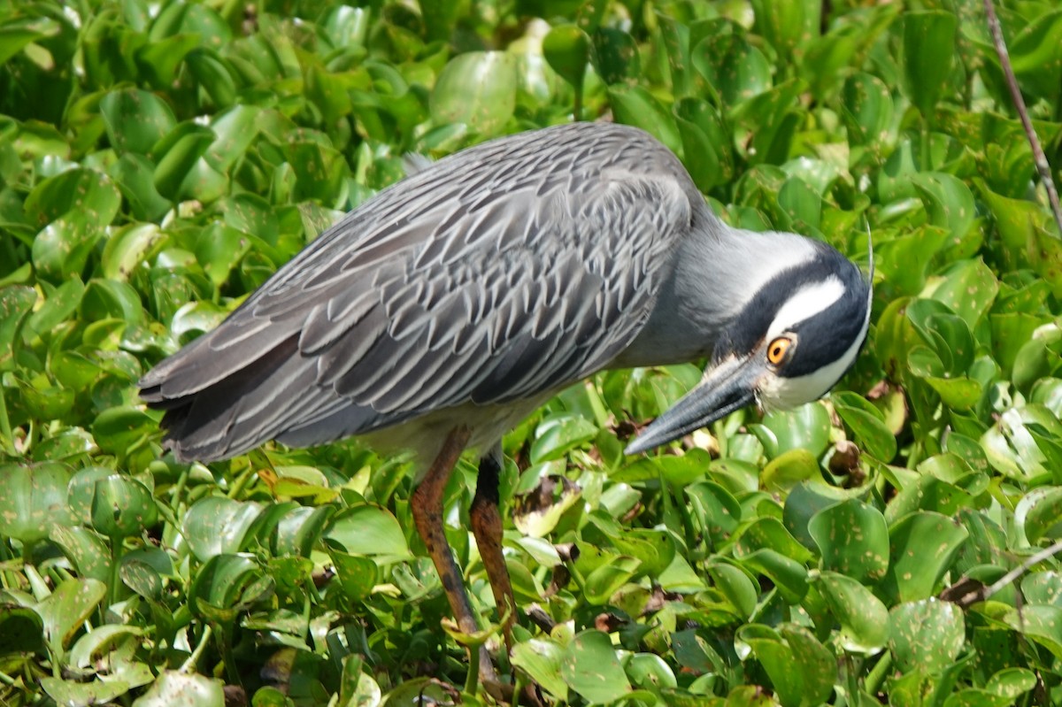 Krabbenreiher - ML638504069