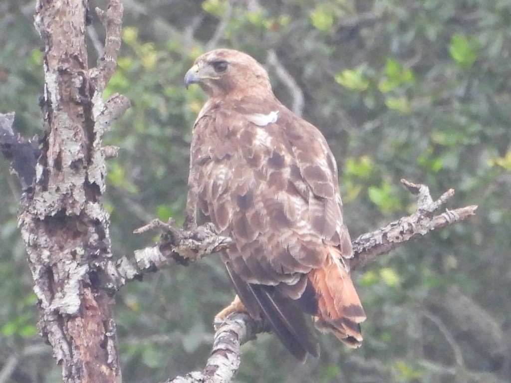Red-tailed Hawk - ML638504085