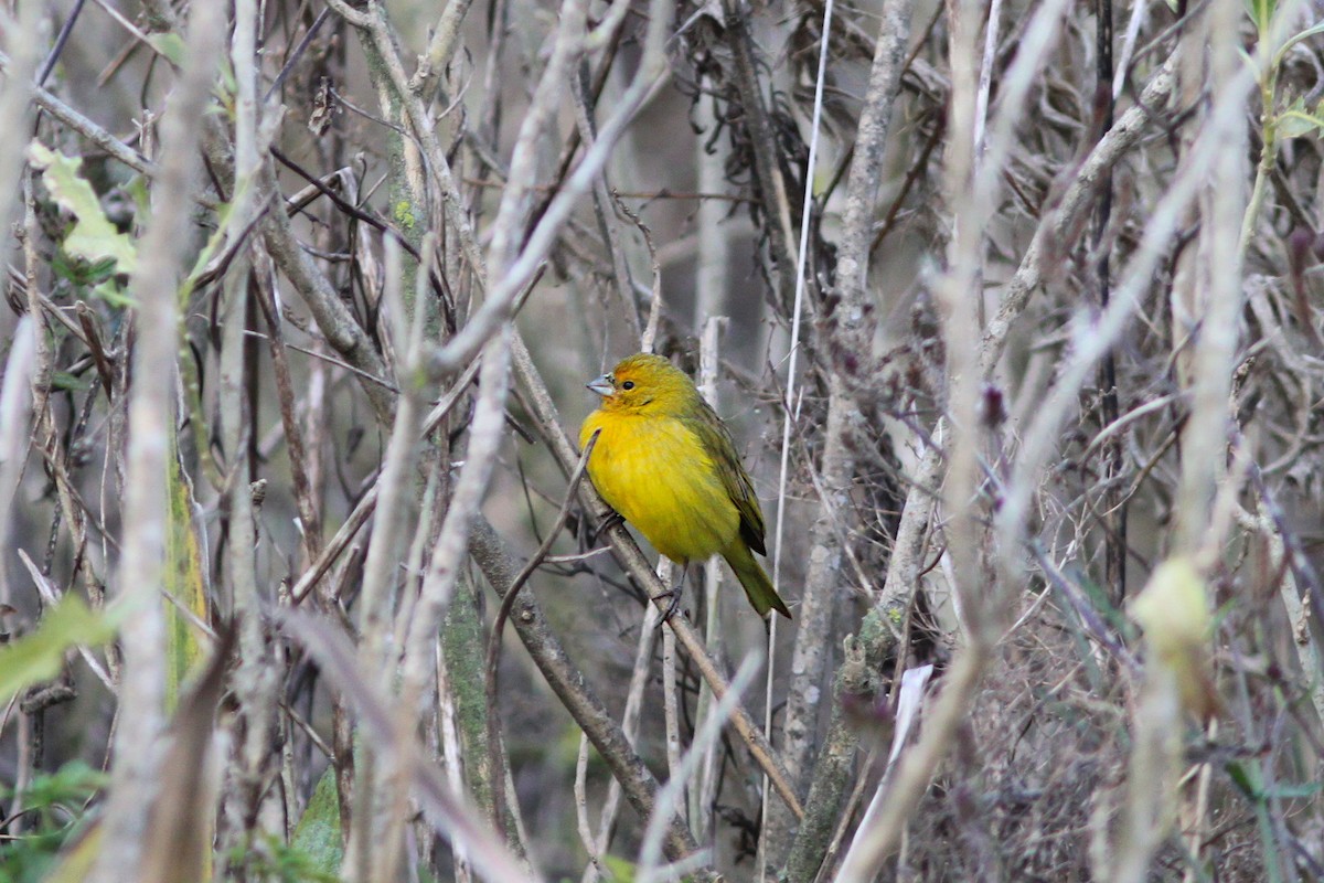 Saffron Finch - ML638504143