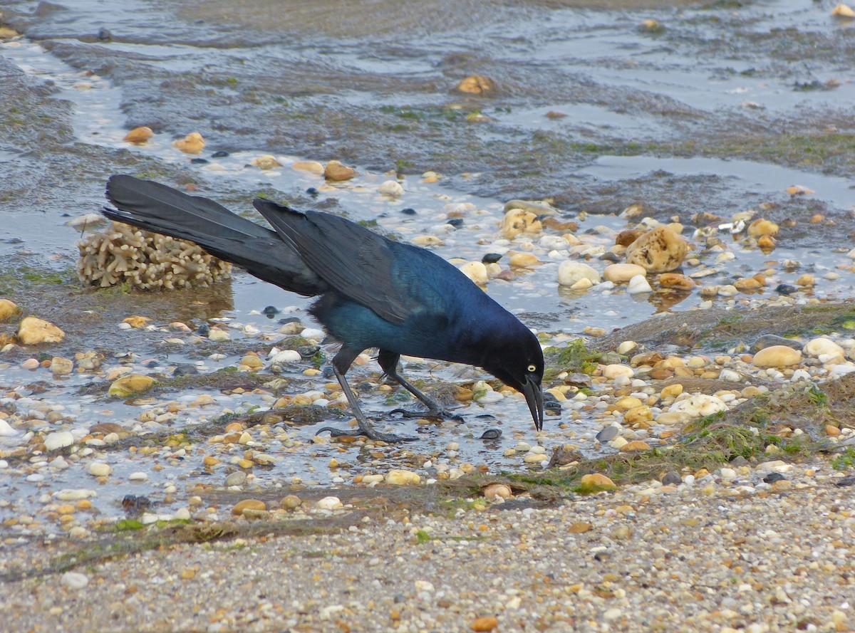 Boat-tailed Grackle - ML638504147