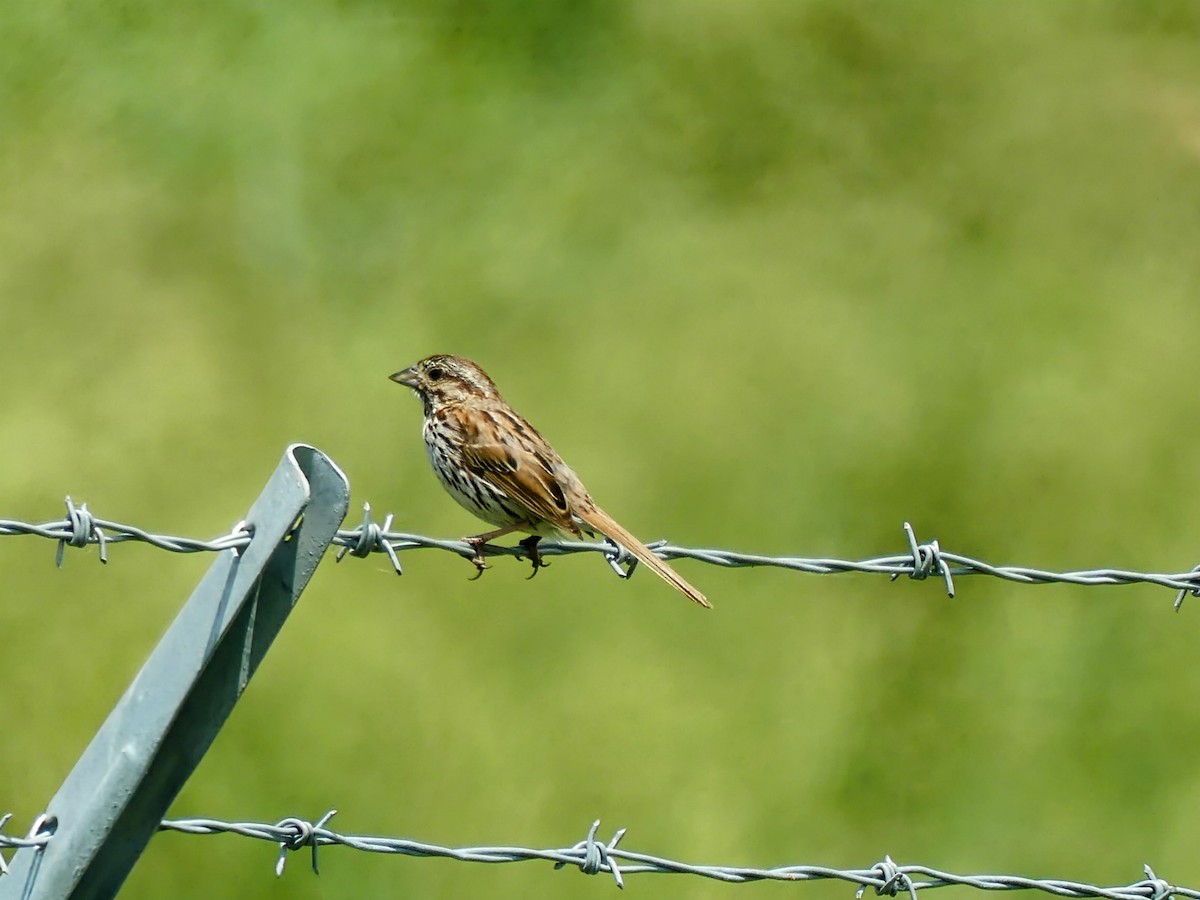 Song Sparrow - ML638504150