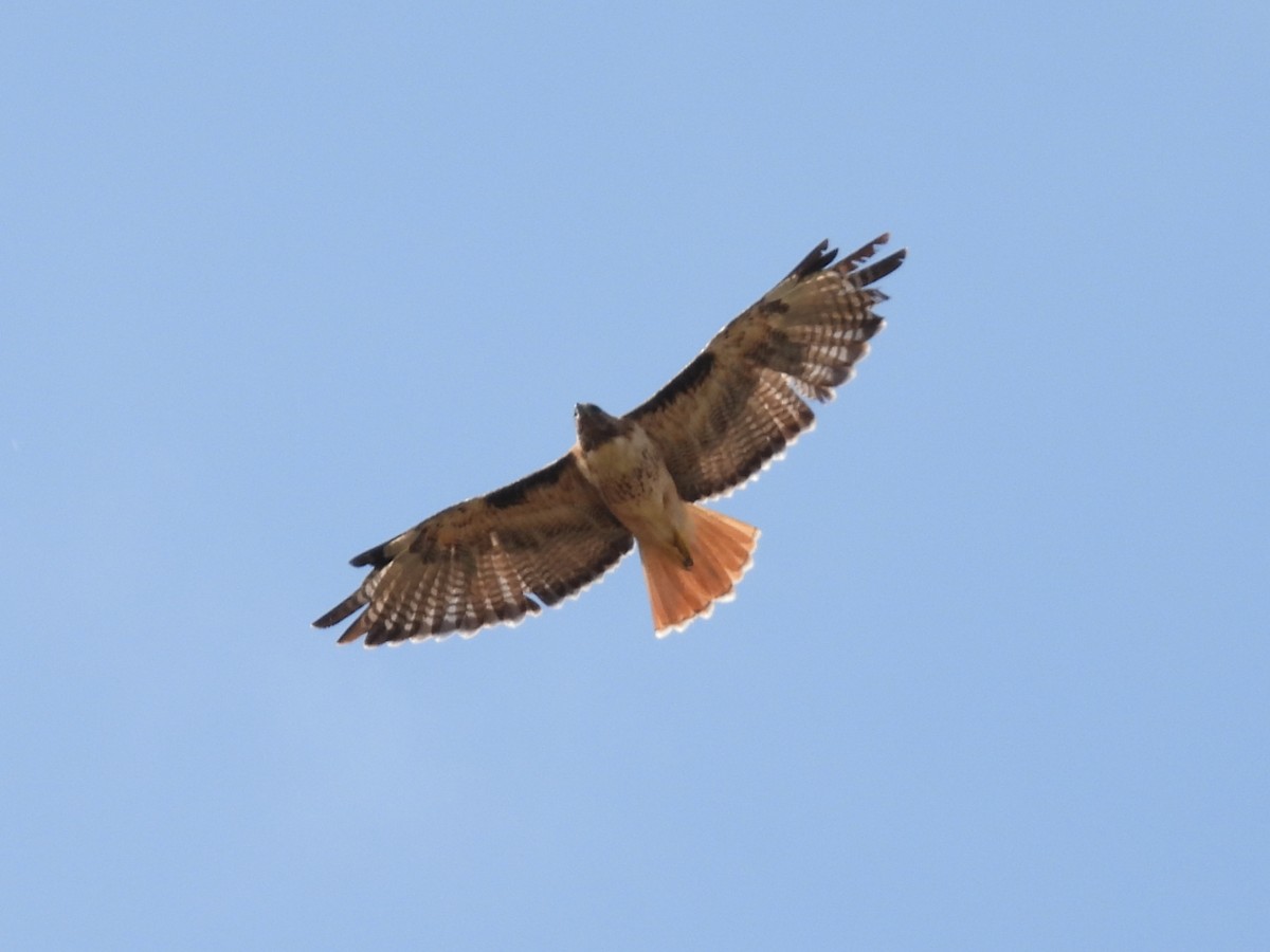 Red-tailed Hawk - ML638504173