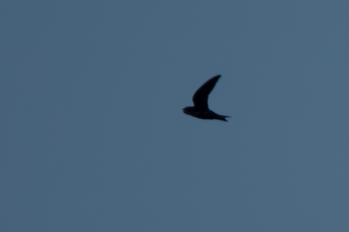 Purple Martin - ML638504195