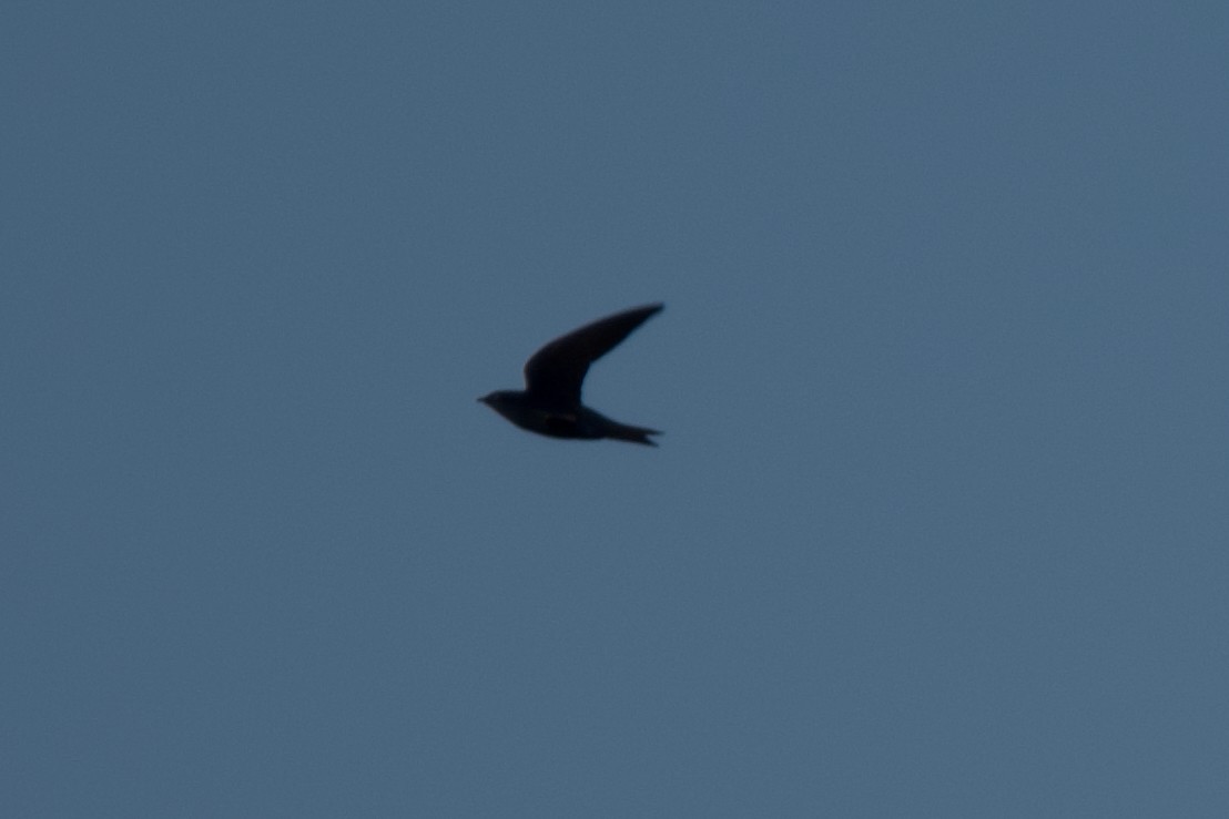Purple Martin - ML638504197