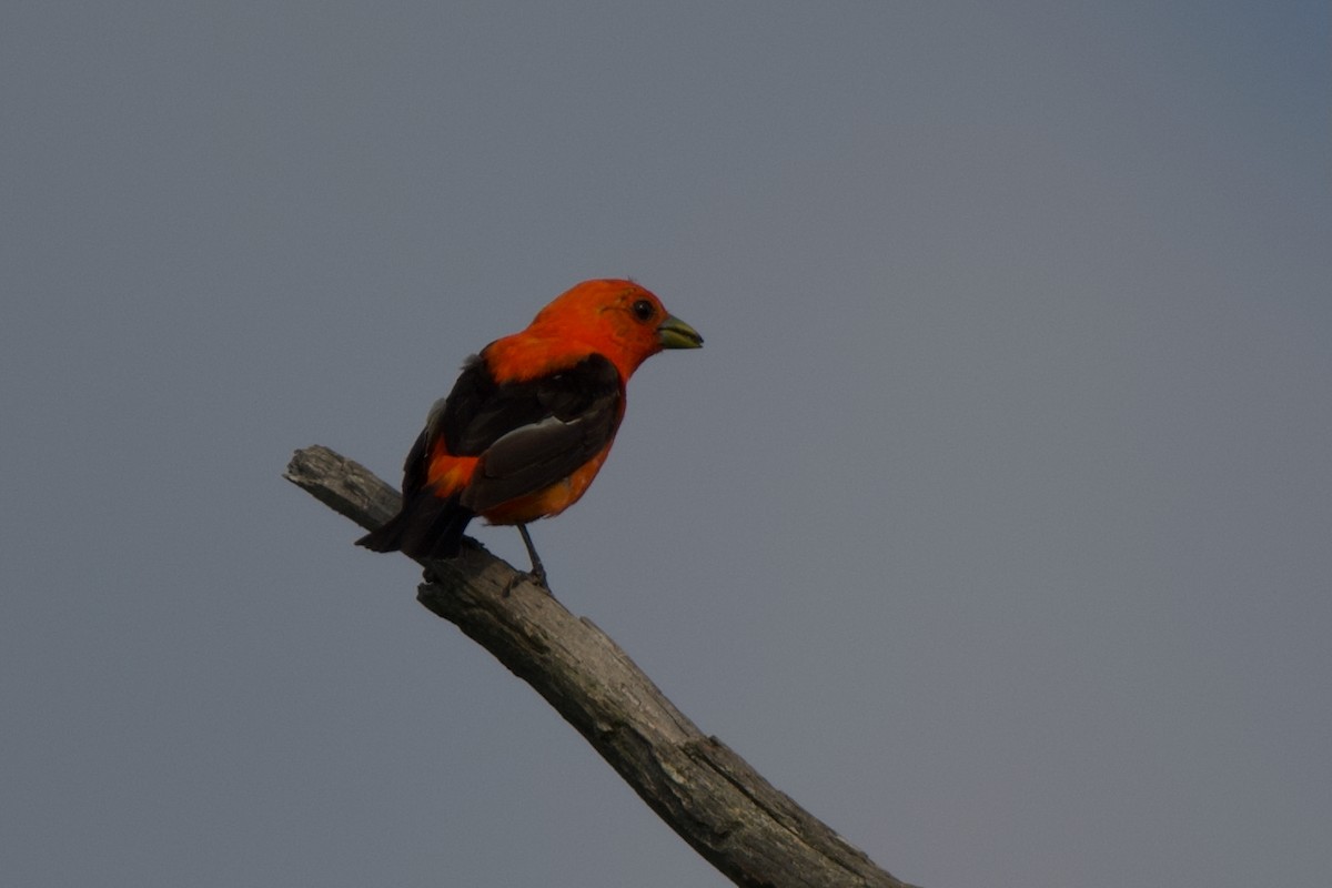 Scarlet Tanager - ML638504205
