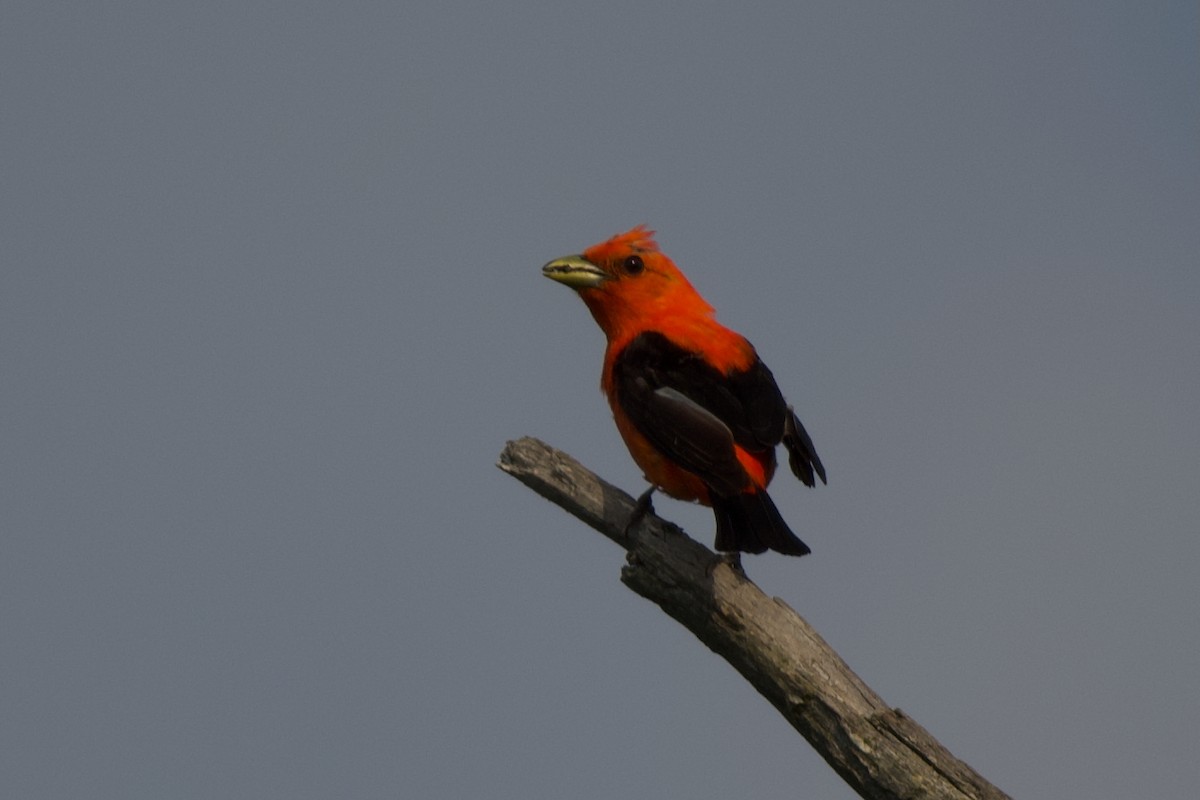 Scarlet Tanager - ML638504206