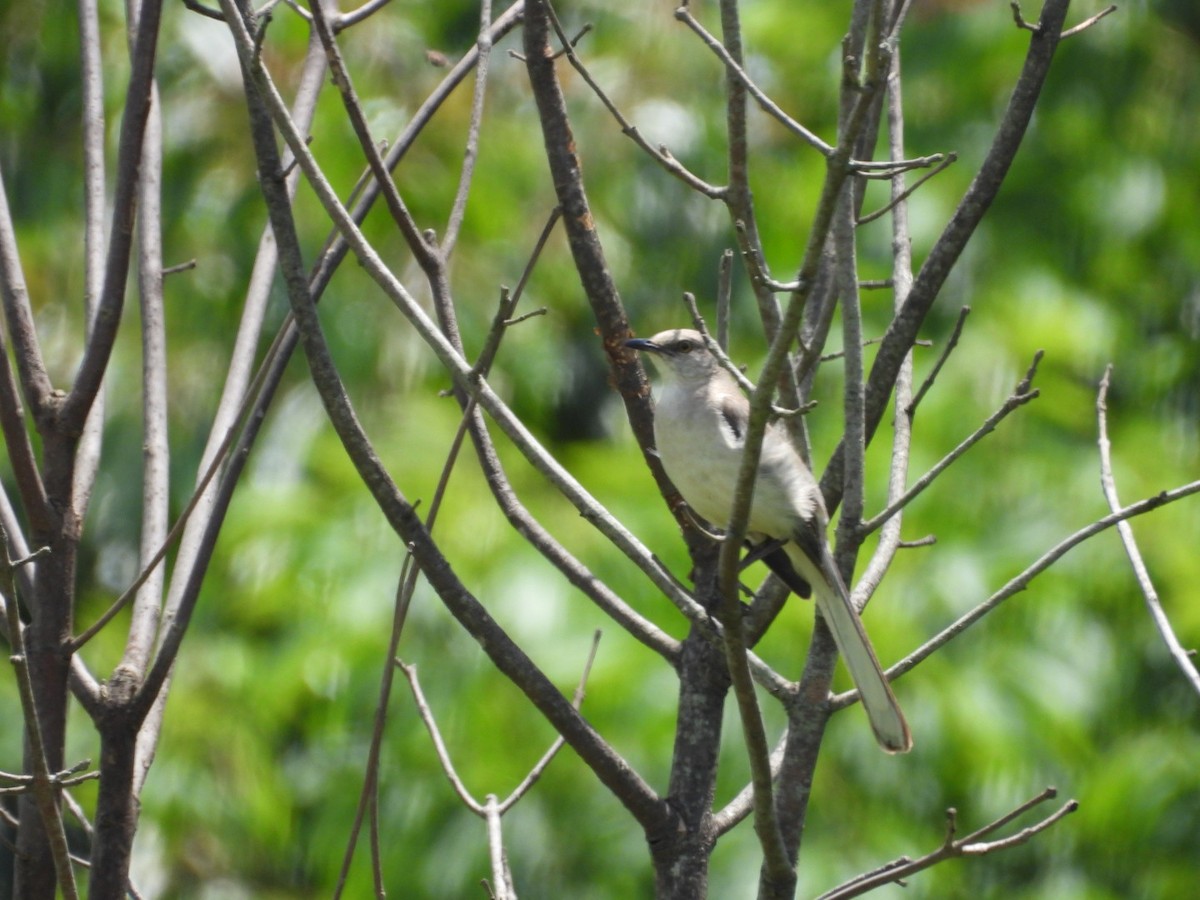 Northern Mockingbird - ML638504207