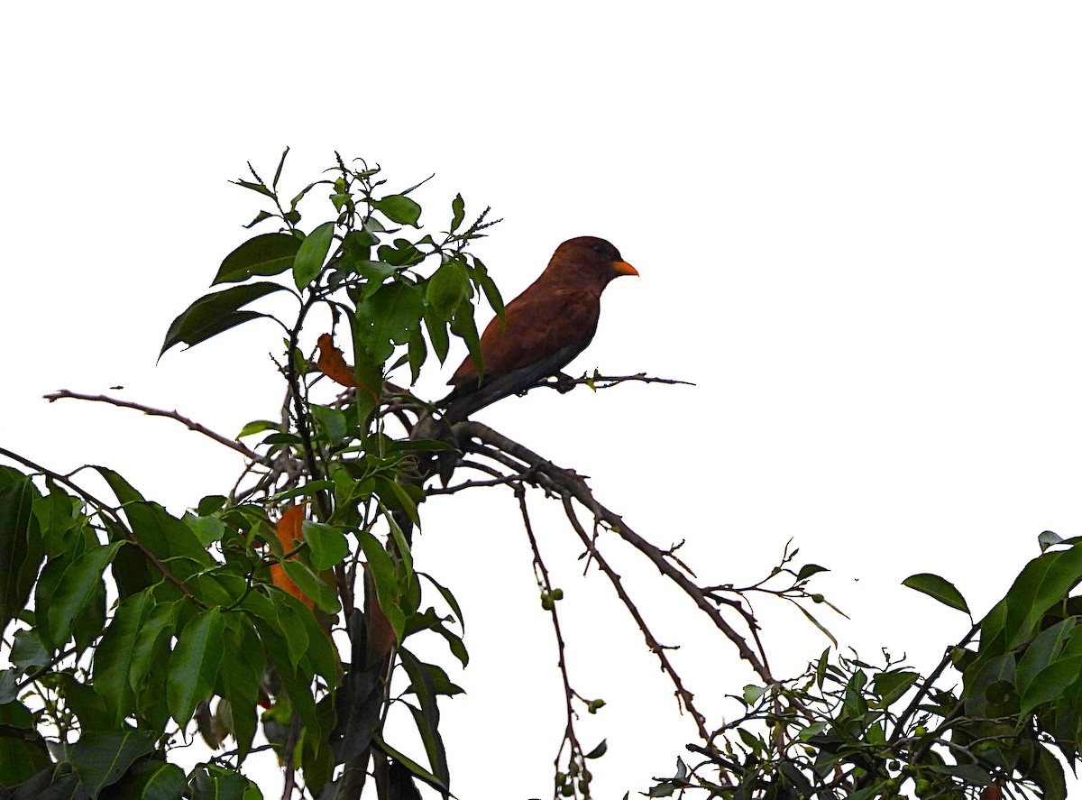 Broad-billed Roller - ML638504214
