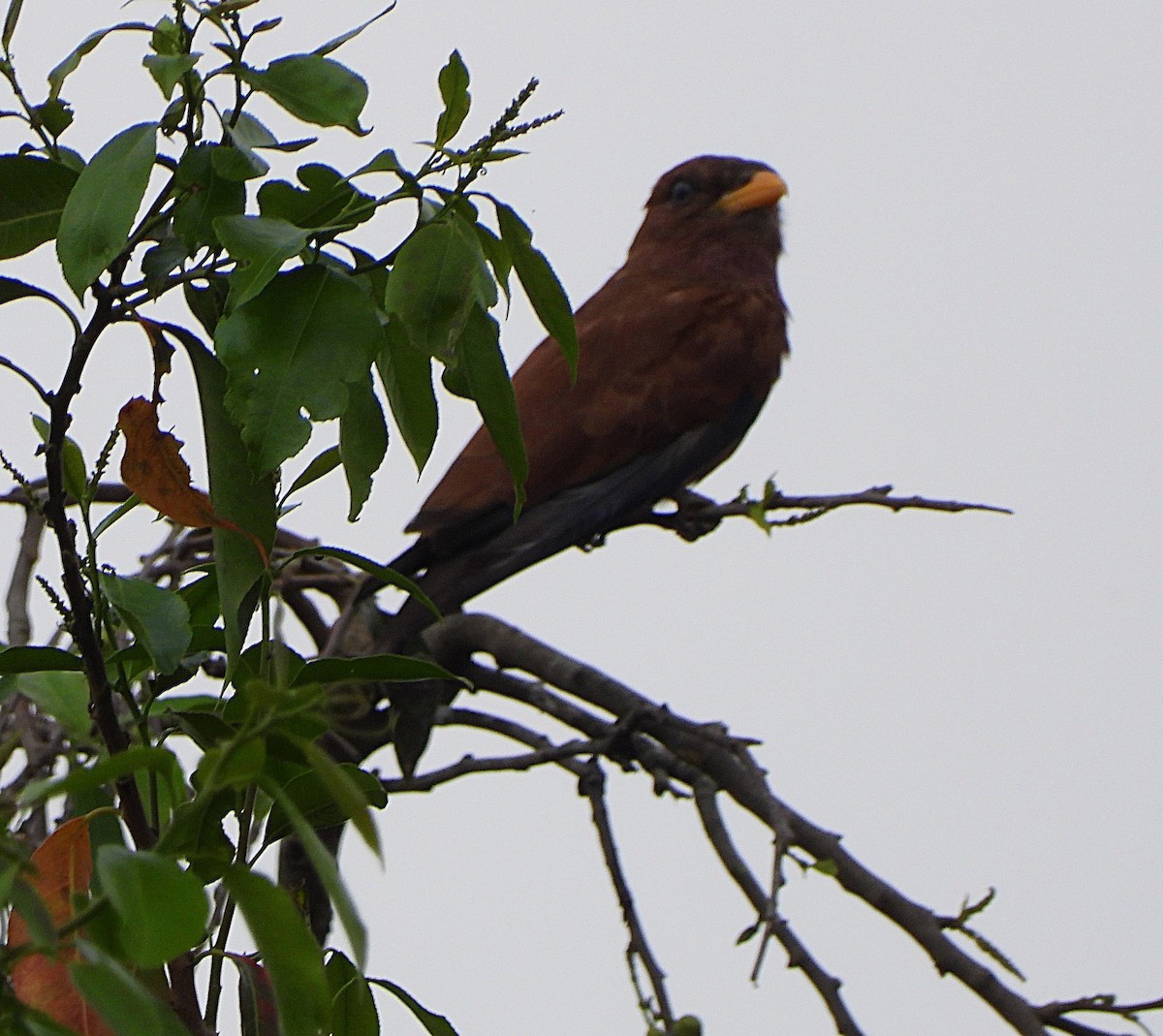 Broad-billed Roller - ML638504215