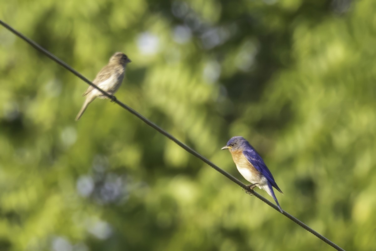Eastern Bluebird - ML638504228
