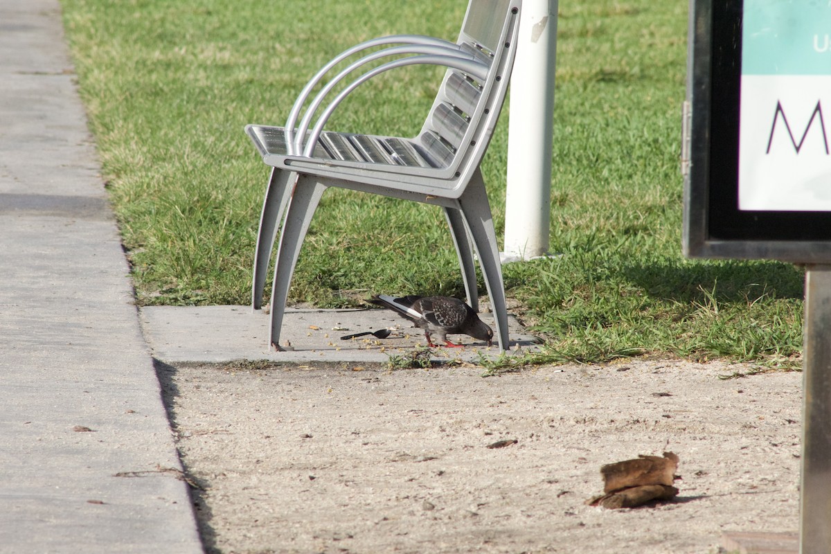 Rock Pigeon (Feral Pigeon) - ML638504230
