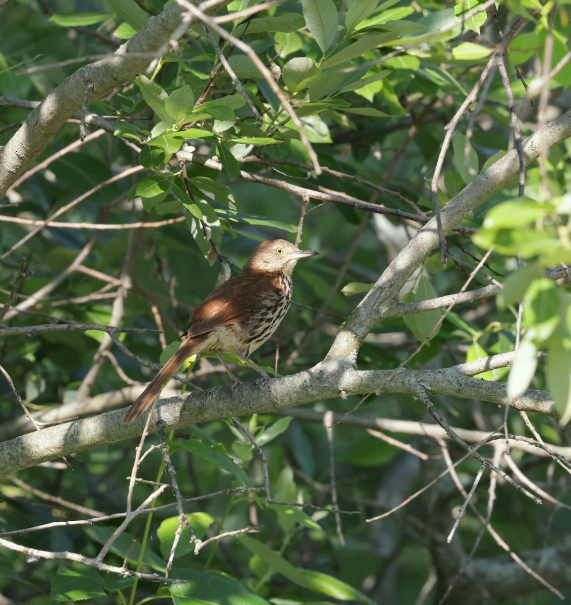 Brown Thrasher - ML638504237