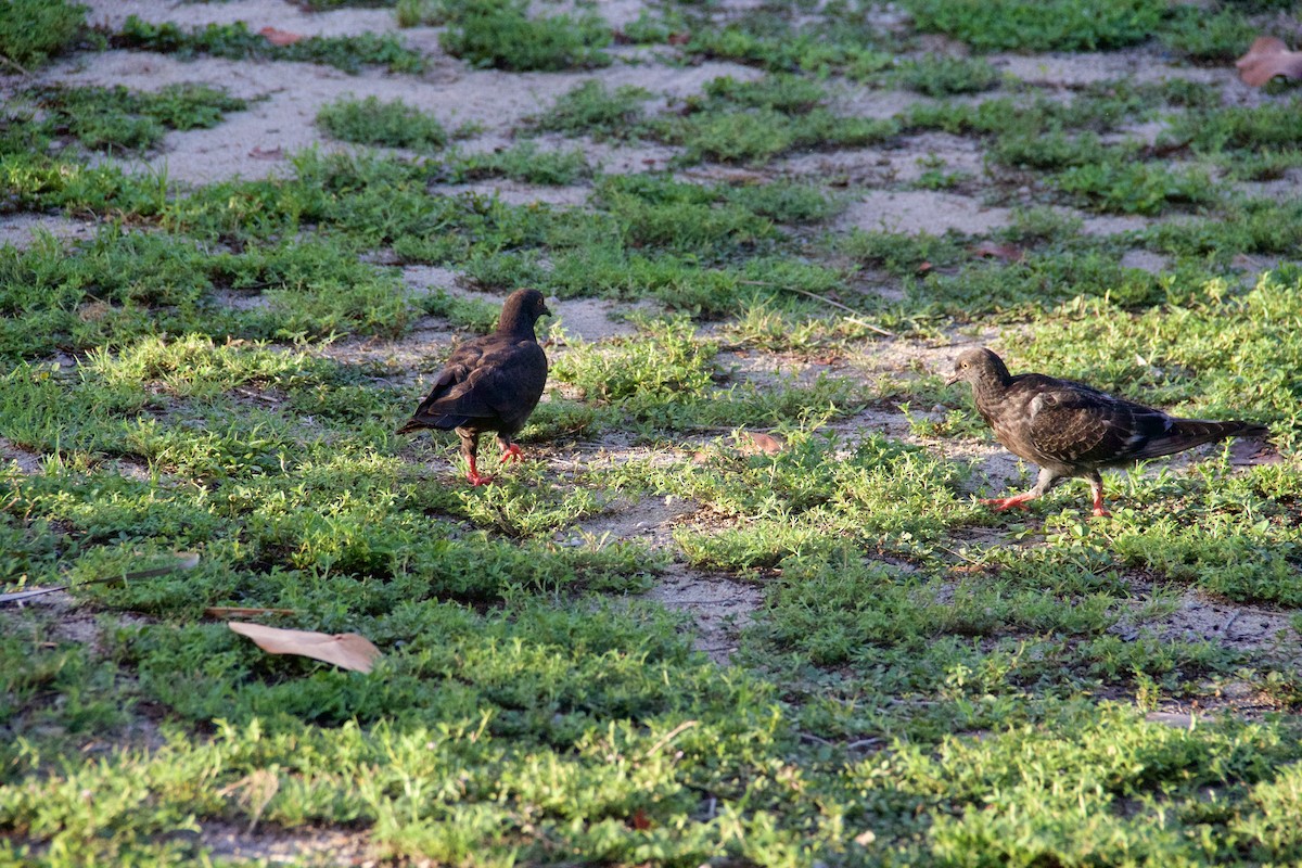 Rock Pigeon (Feral Pigeon) - ML638504284