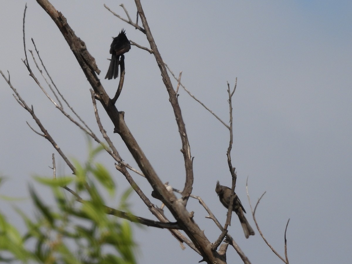 Phénopèple luisant - ML638504293