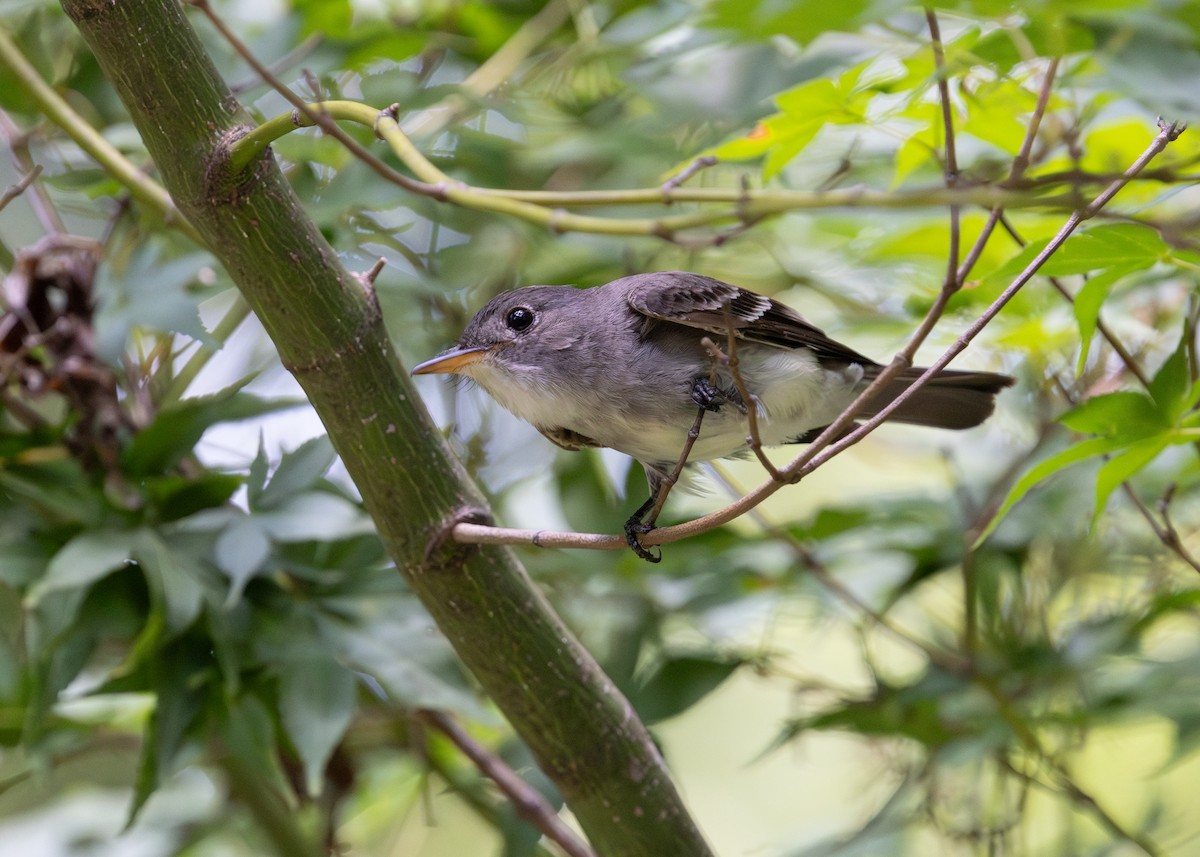 Eastern Wood-Pewee - ML638504305