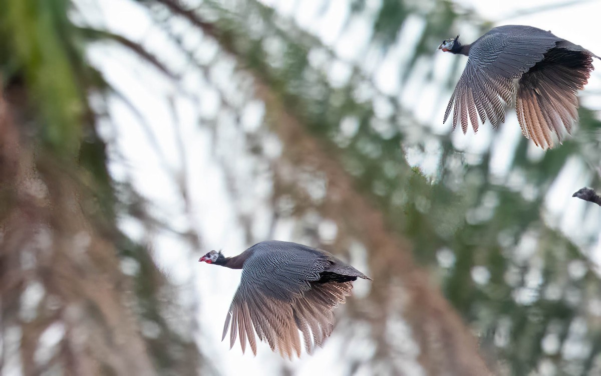 Helmeted Guineafowl - ML638504344