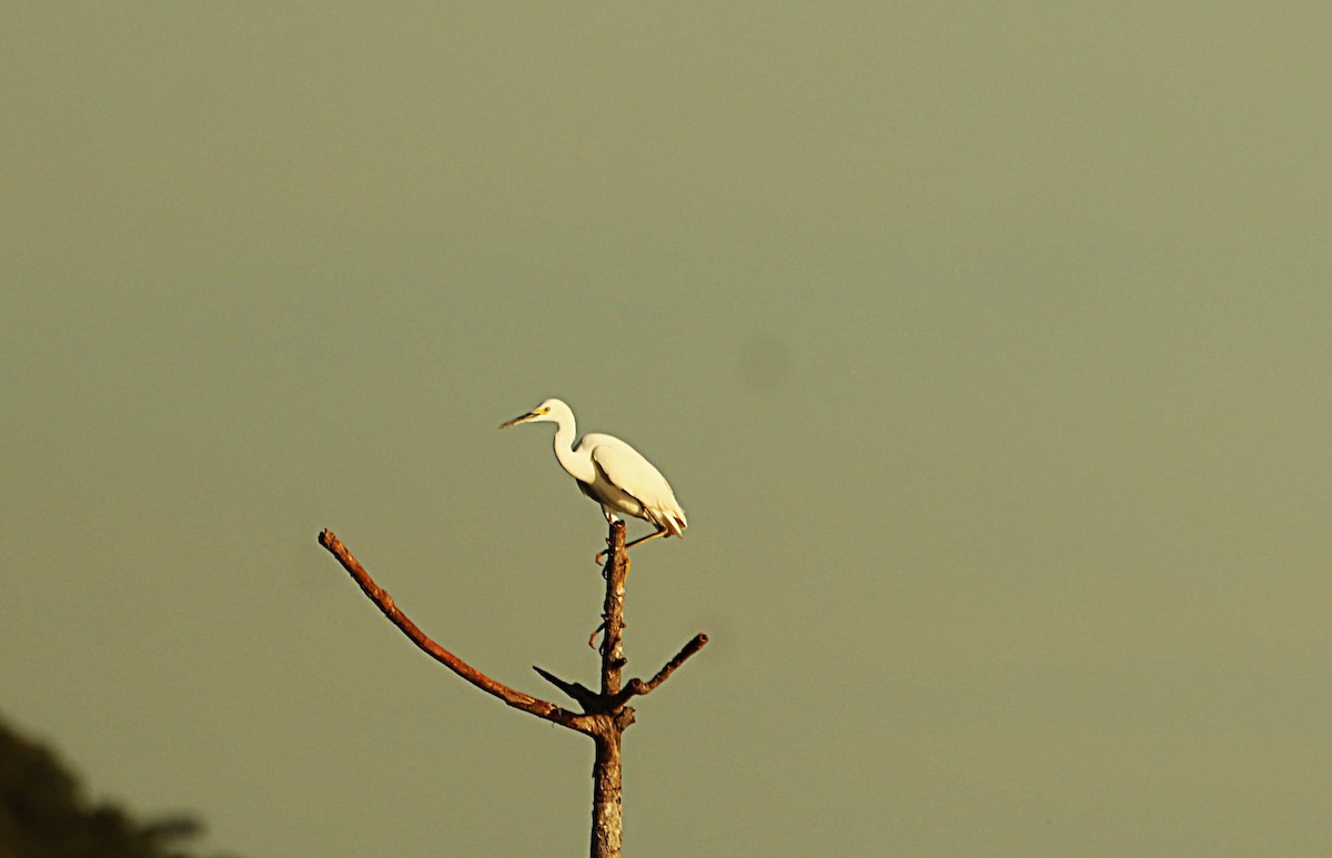 Great Egret - ML638504345