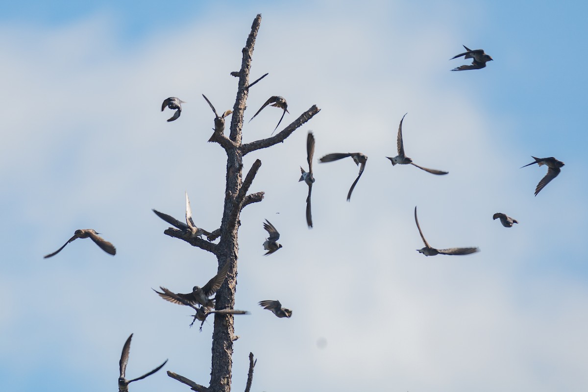 Purple Martin - ML638504384