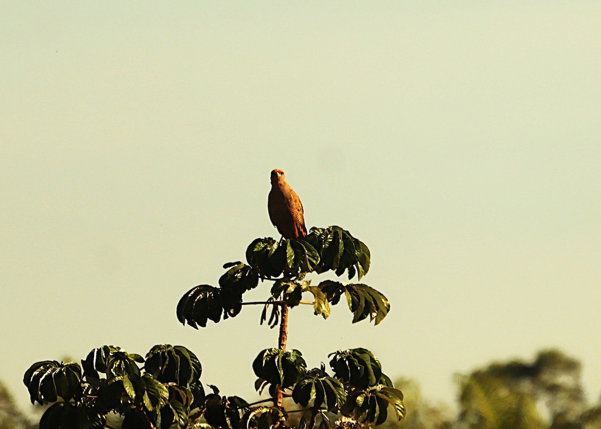 Savanna Hawk - ML638504392