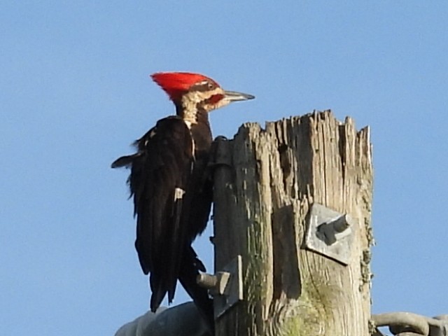 Pileated Woodpecker - ML638504393