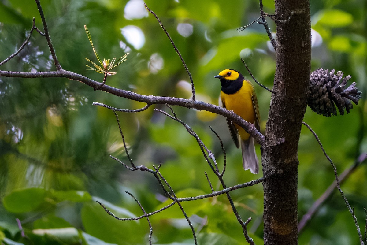 Hooded Warbler - ML638504398