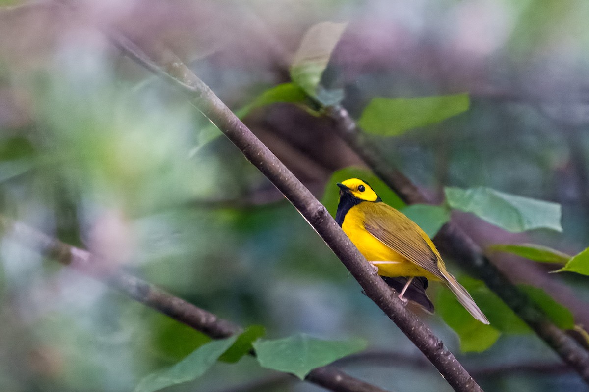 Hooded Warbler - ML638504399