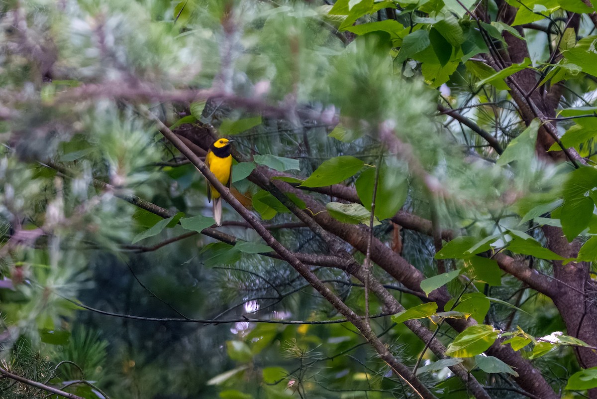 Hooded Warbler - ML638504400