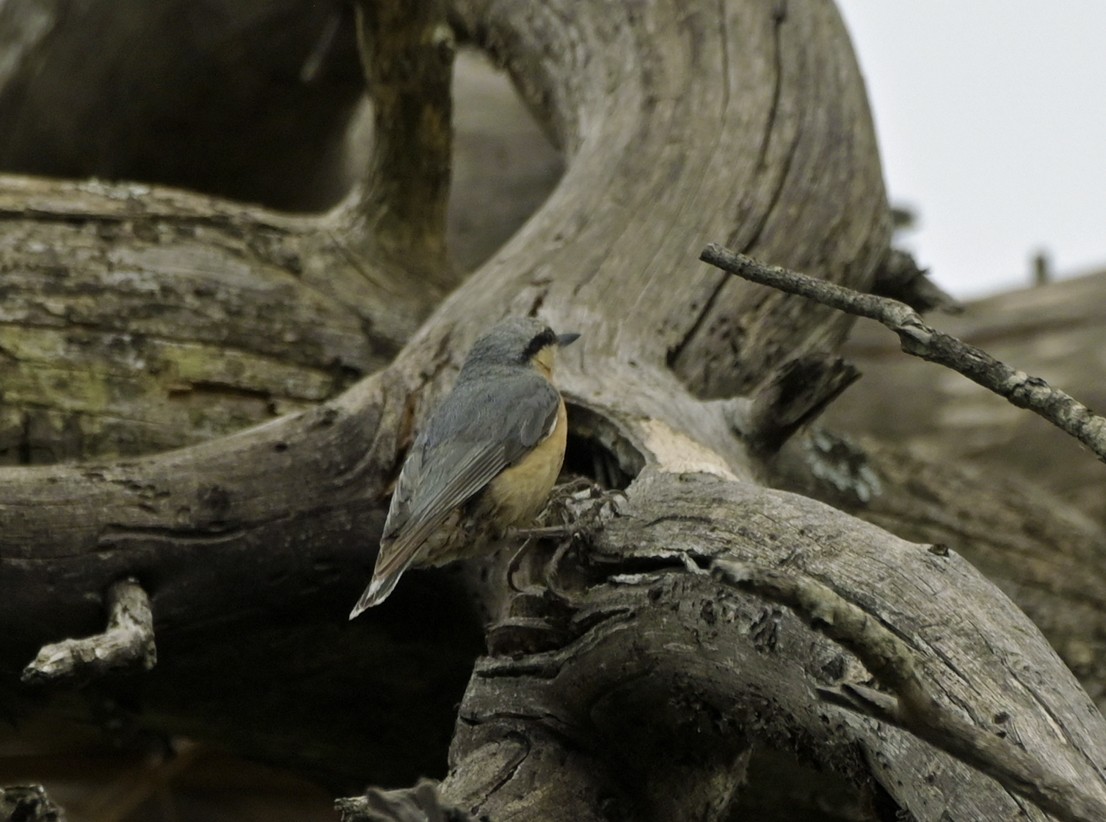 Garrapo eurasiarra - ML638504408