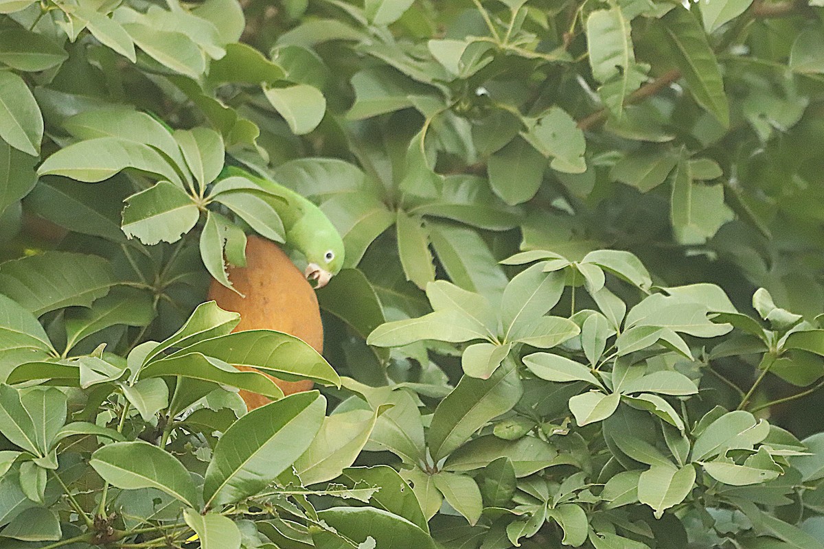 Yellow-chevroned Parakeet - ML638504419