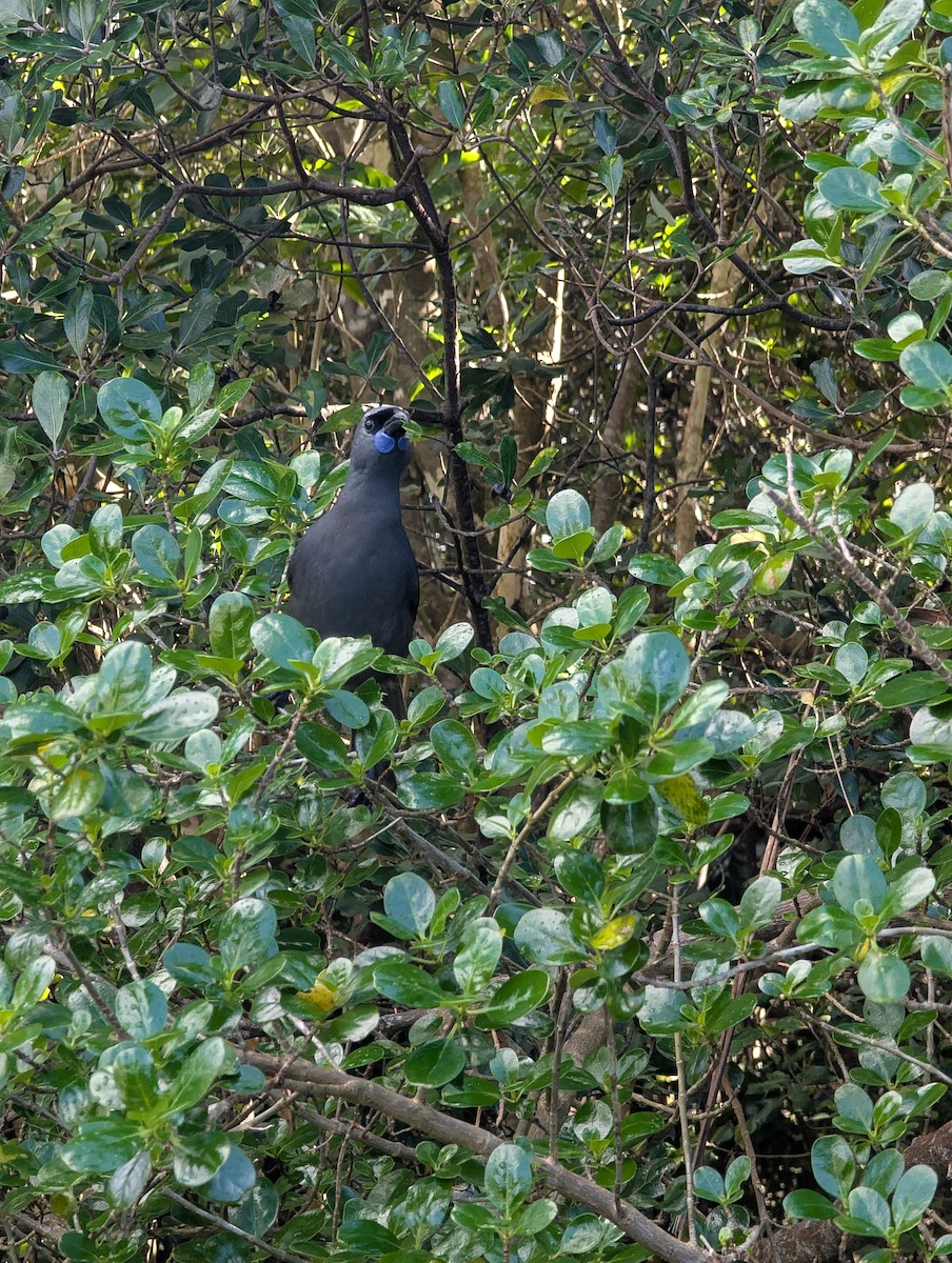 North Island Kokako - ML638504464