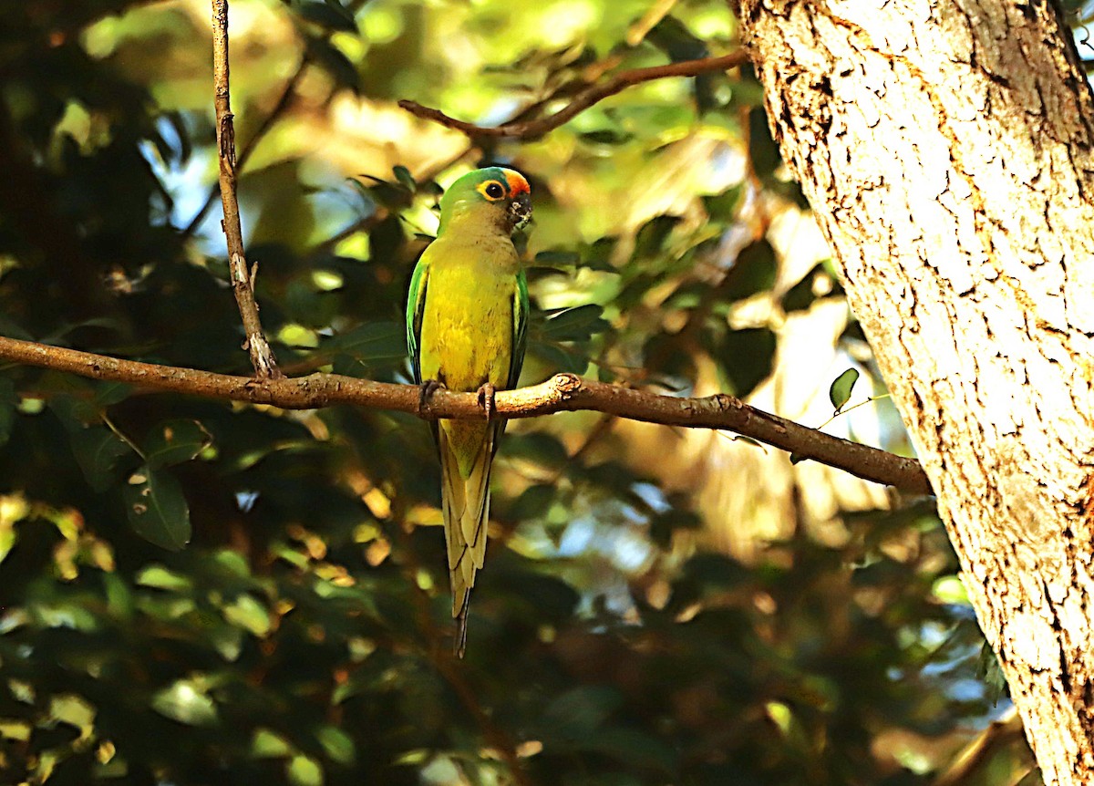 Peach-fronted Parakeet - ML638504478