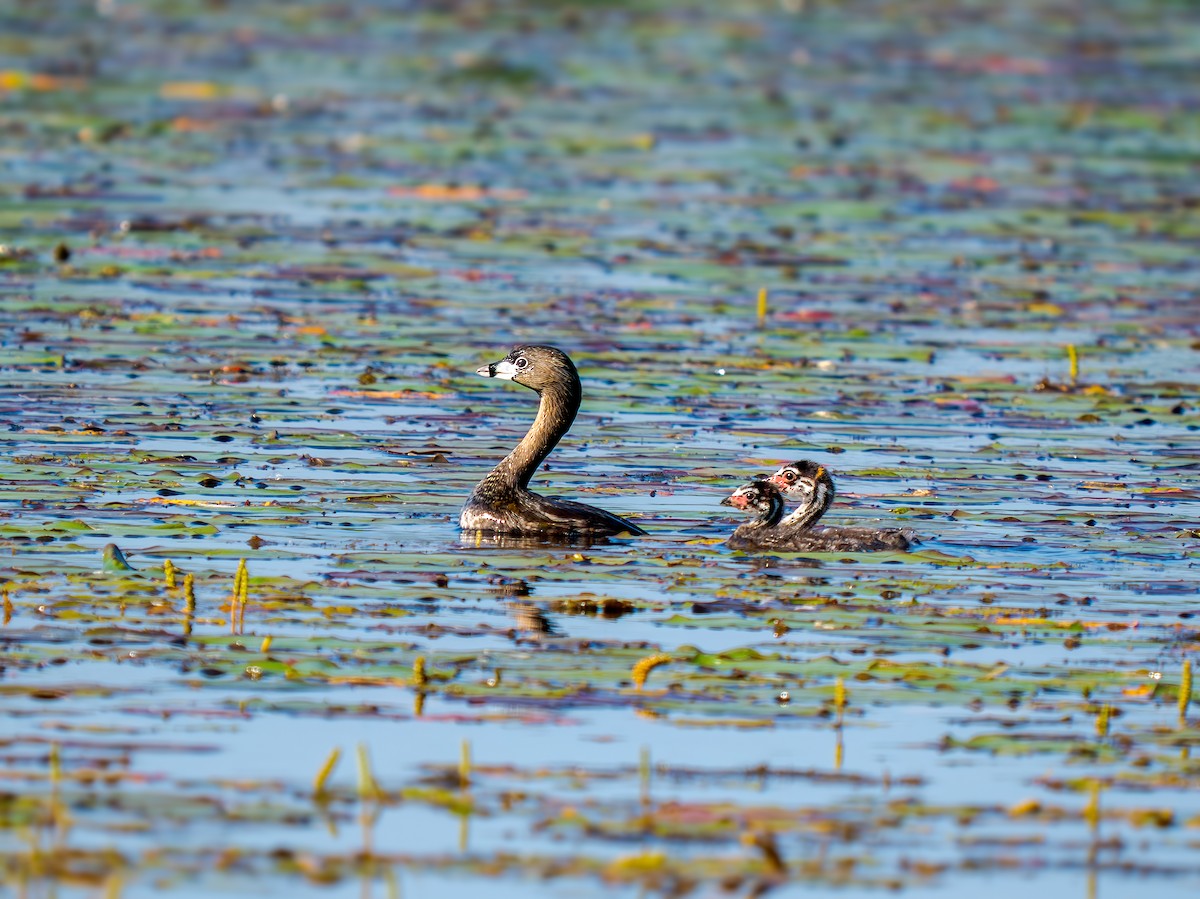Grèbe à bec bigarré - ML638504480