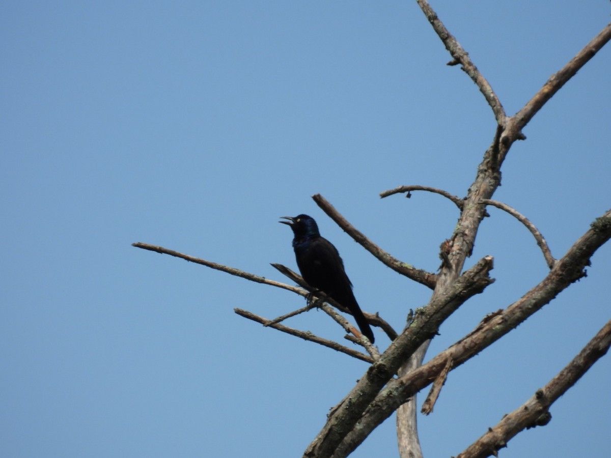 Common Grackle - ML638504500