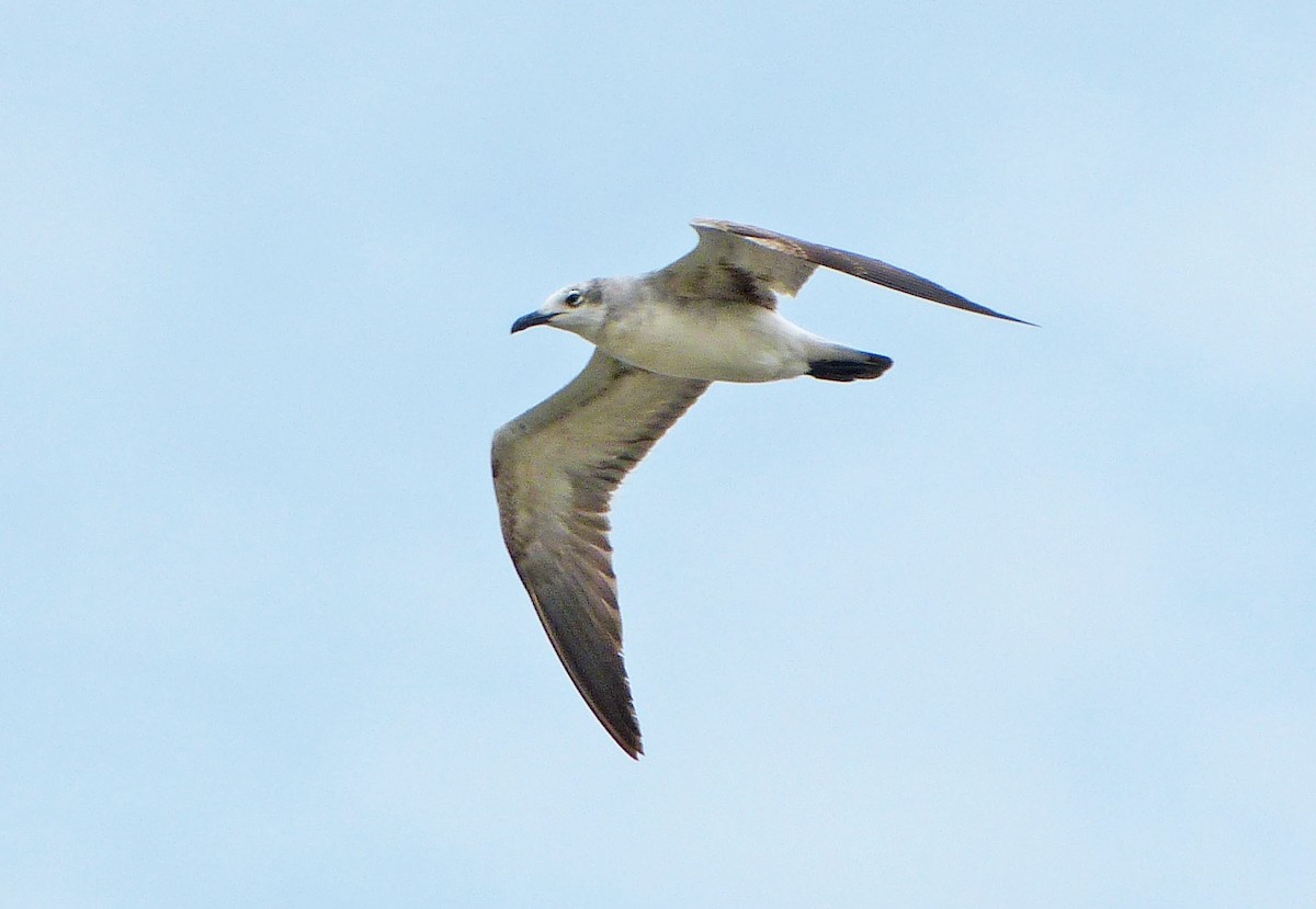 Laughing Gull - ML638504501