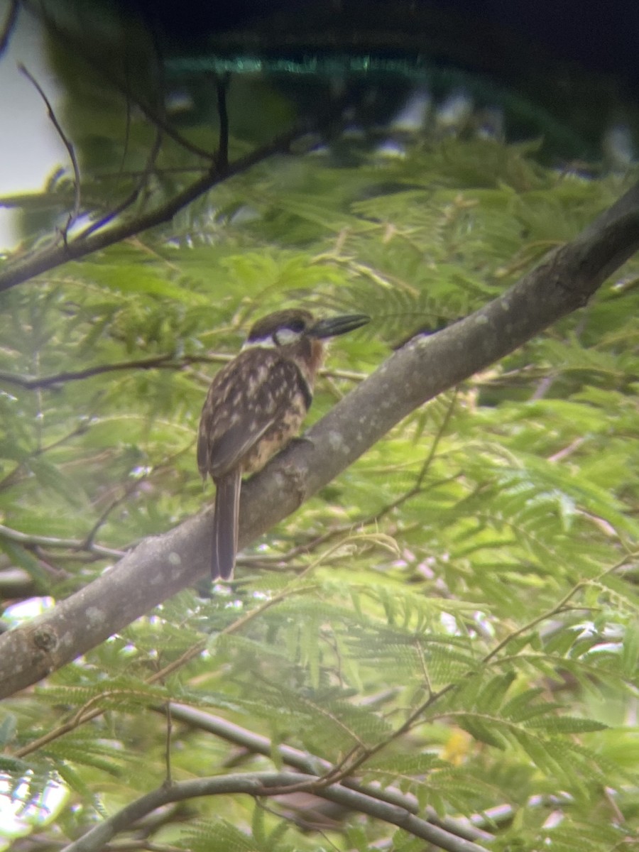 Russet-throated Puffbird - ML638504502